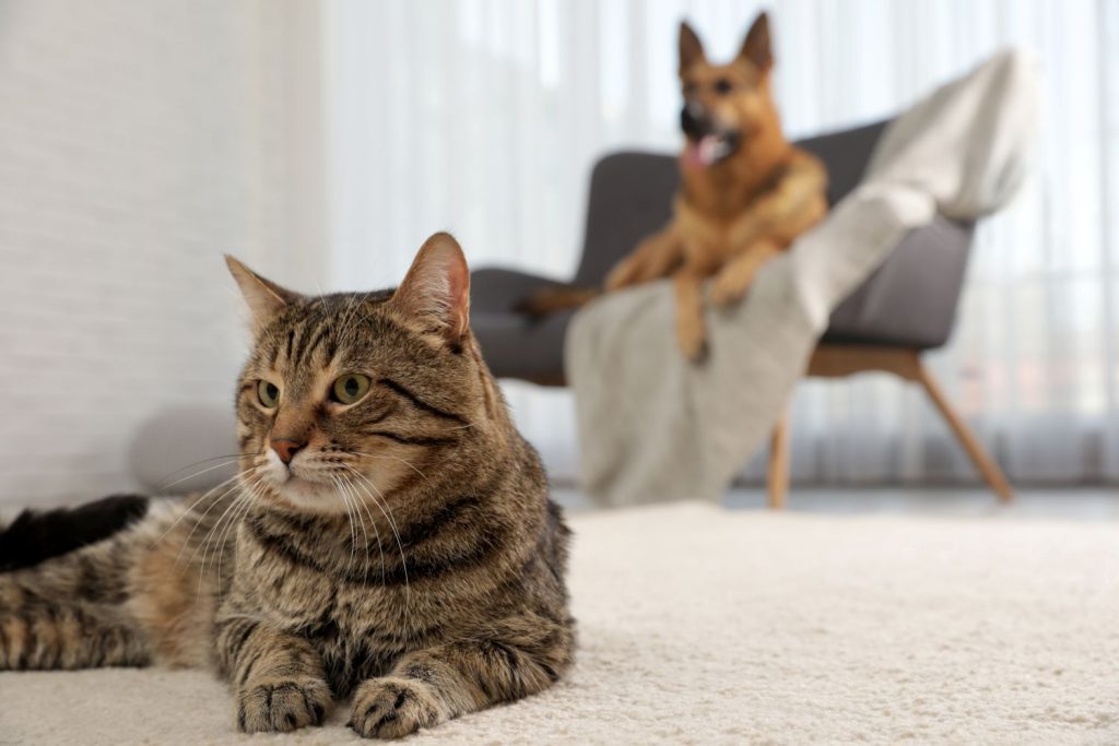 Carpet Cleaning